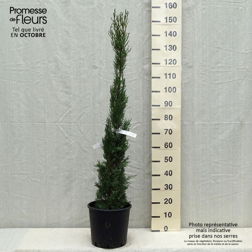 Ejemplar de Cupressus sempervirens var. stricta - Ciprés común Maceta 7,5L/10L entregado en otoño