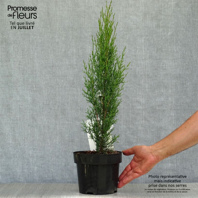 Ejemplar de Cupressus sempervirens var. stricta Totem - Ciprés común Maceta 2L/3LAltura de entrega aprox. 40/60cm entregado en verano