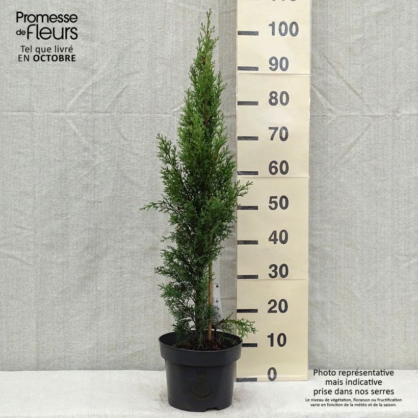 Ejemplar de Cupressus sempervirens var. stricta Totem - Ciprés común Maceta 4L/5L entregado en otoño