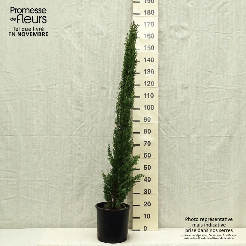 Ejemplar de Cupressus sempervirens var. stricta Totem - Ciprés común Maceta 7,5L/10L entregado en otoño