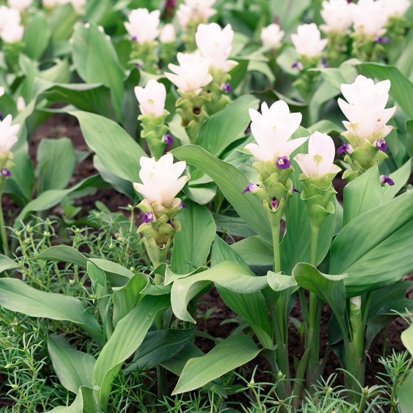 Curcuma alismatifolia White - Tulipán de Siam (Porte)