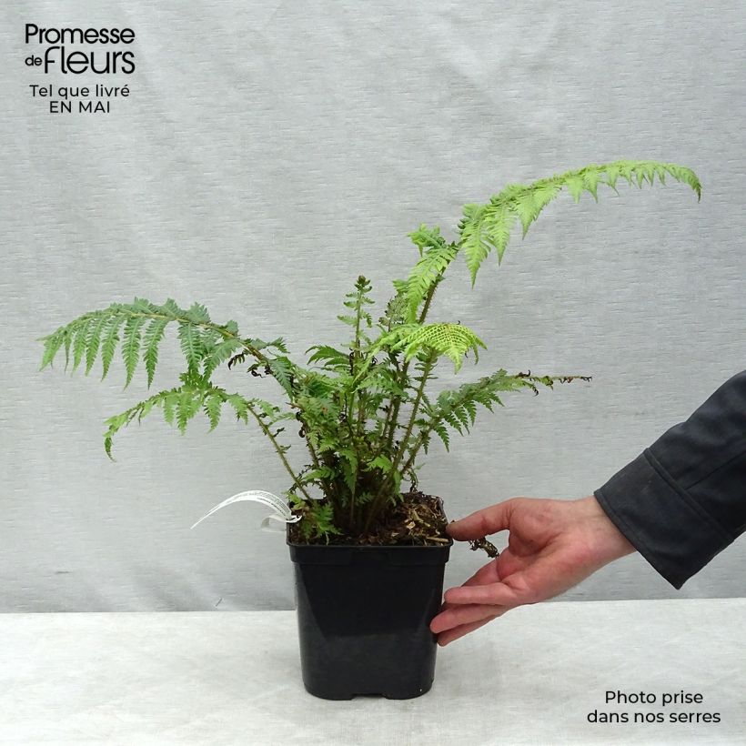 Cyathea cooperi - Helecho arborescente de encaje Maceta 2L/3L Ejemplar entregado en la primavera