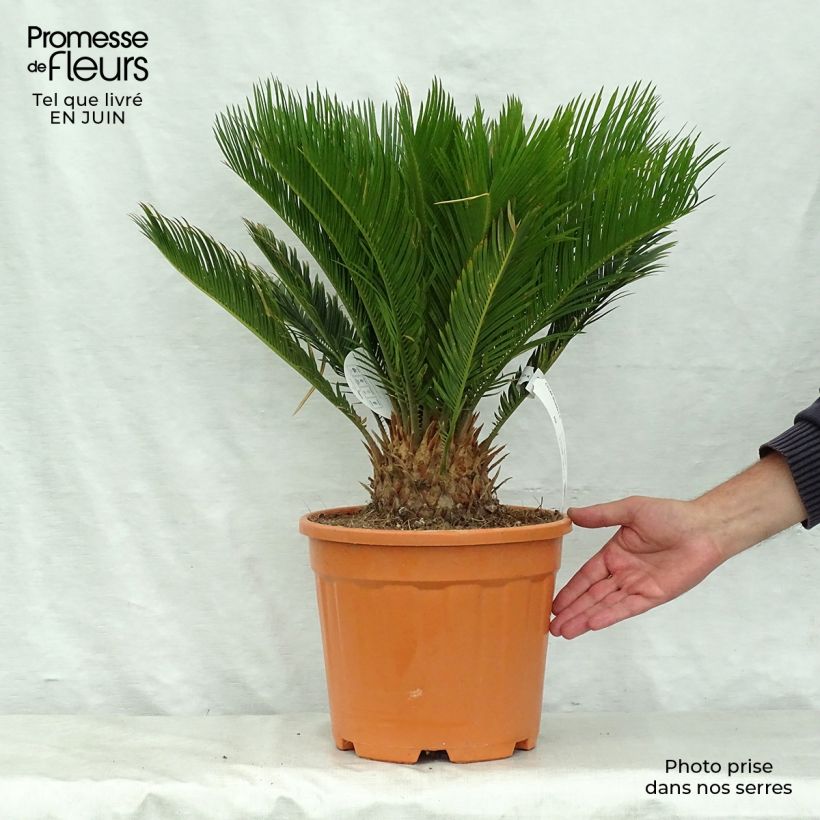 Ejemplar de Cycas revoluta - Sagú Maceta 4L/5L entregado en verano