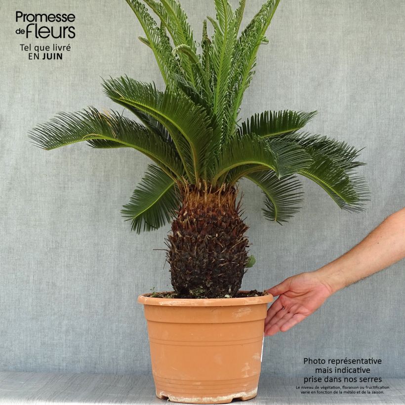 Ejemplar de Cycas revoluta - Sagú Maceta 7,5L/10L entregado en verano