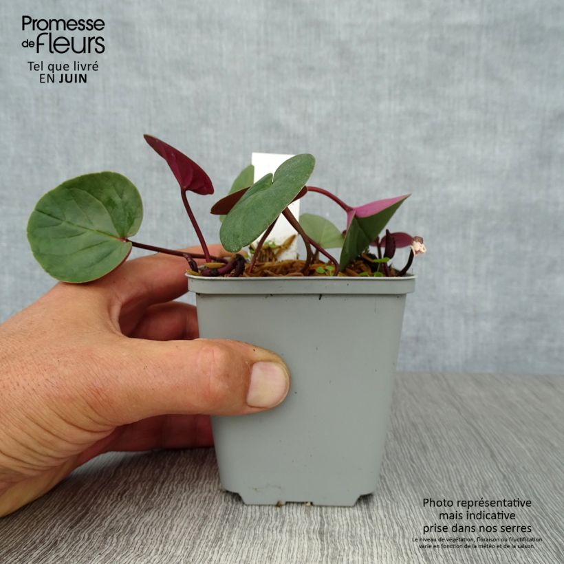 Ejemplar de Cyclamen coum Album Maceta de 8/9 cm entregado en verano
