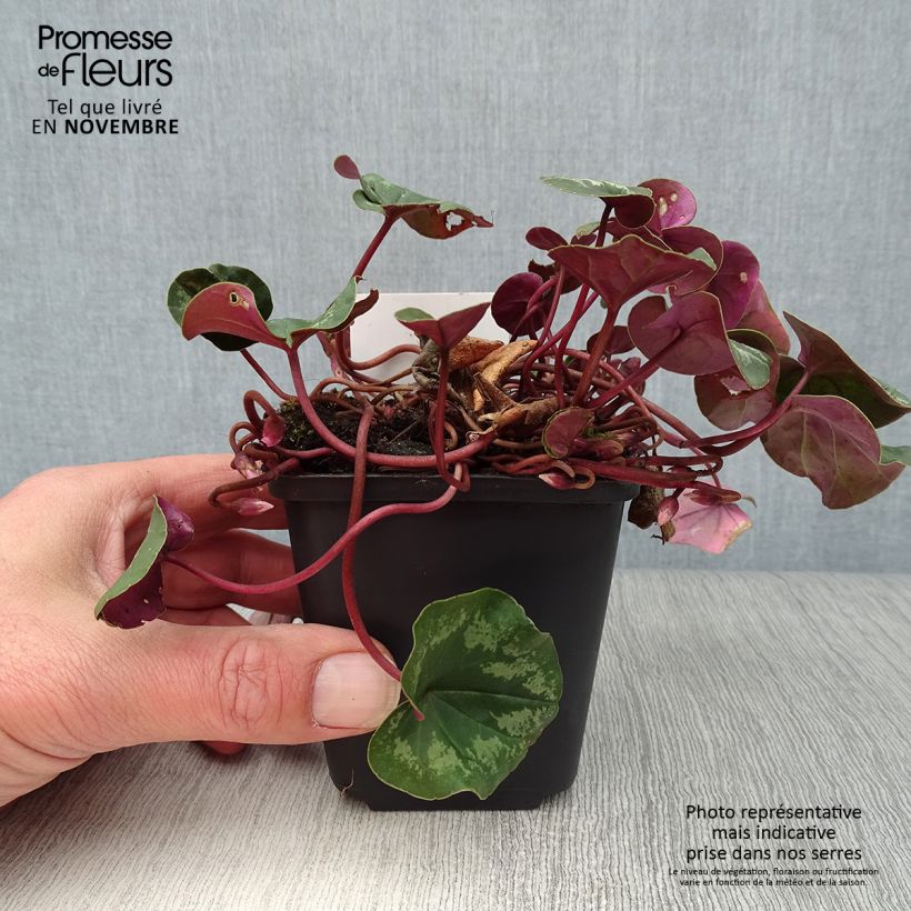 Ejemplar de Cyclamen coum Rosa Maceta de 8/9 cm entregado en otoño