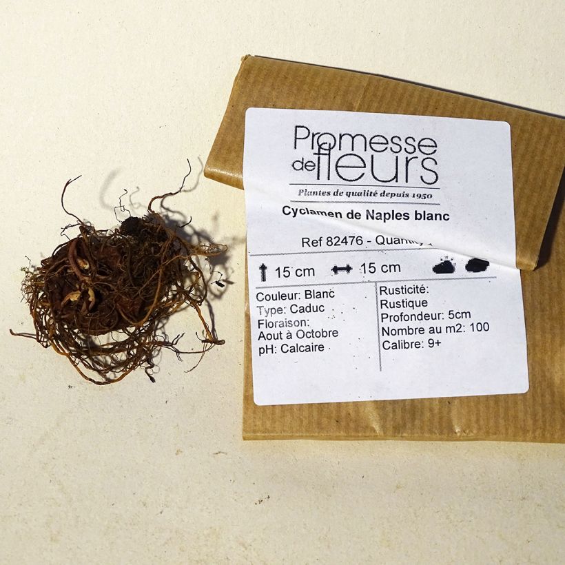 Ejemplo de ejemplar de Cyclamen hederifolium Album Bulbo calibre 10/12 tal y como se entrega