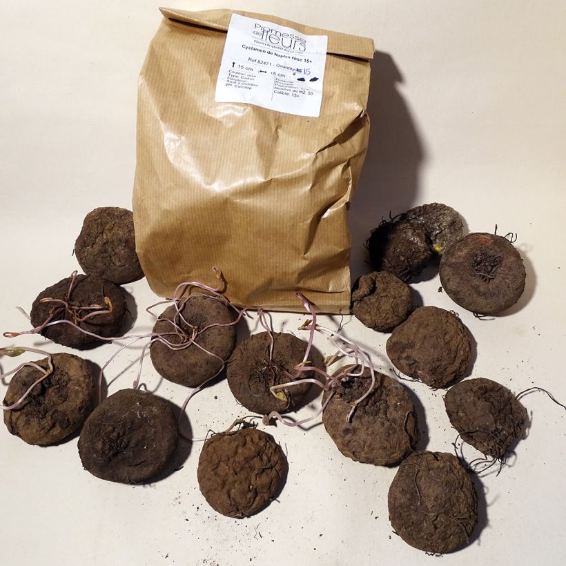 Ejemplo de ejemplar de Cyclamen hederifolium Bulbo calibre 15+ tal y como se entrega