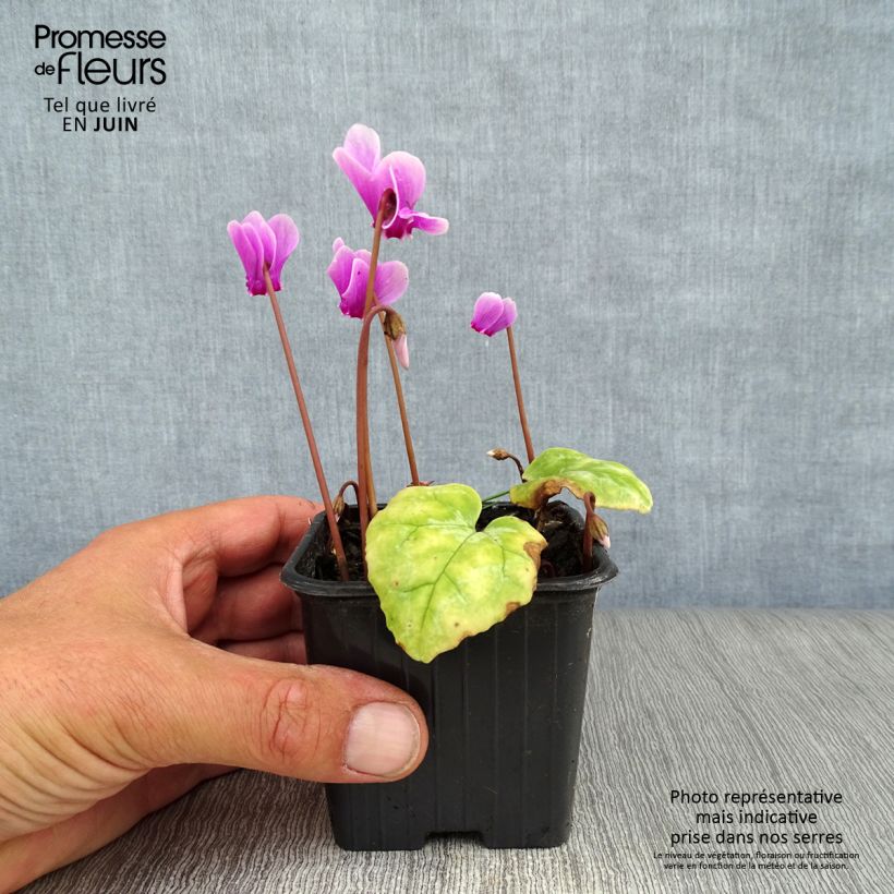 Ejemplar de Cyclamen de Naples rose godet entregado en verano