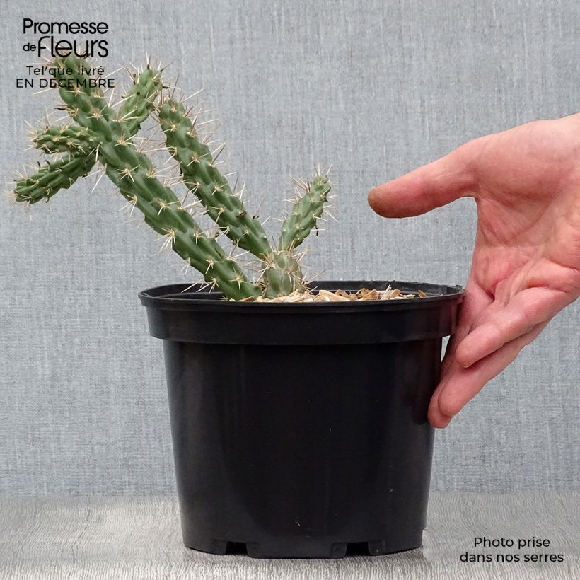Cylindropuntia imbricata - Cardenche Maceta 4L/5L Ejemplar entregado en invierno