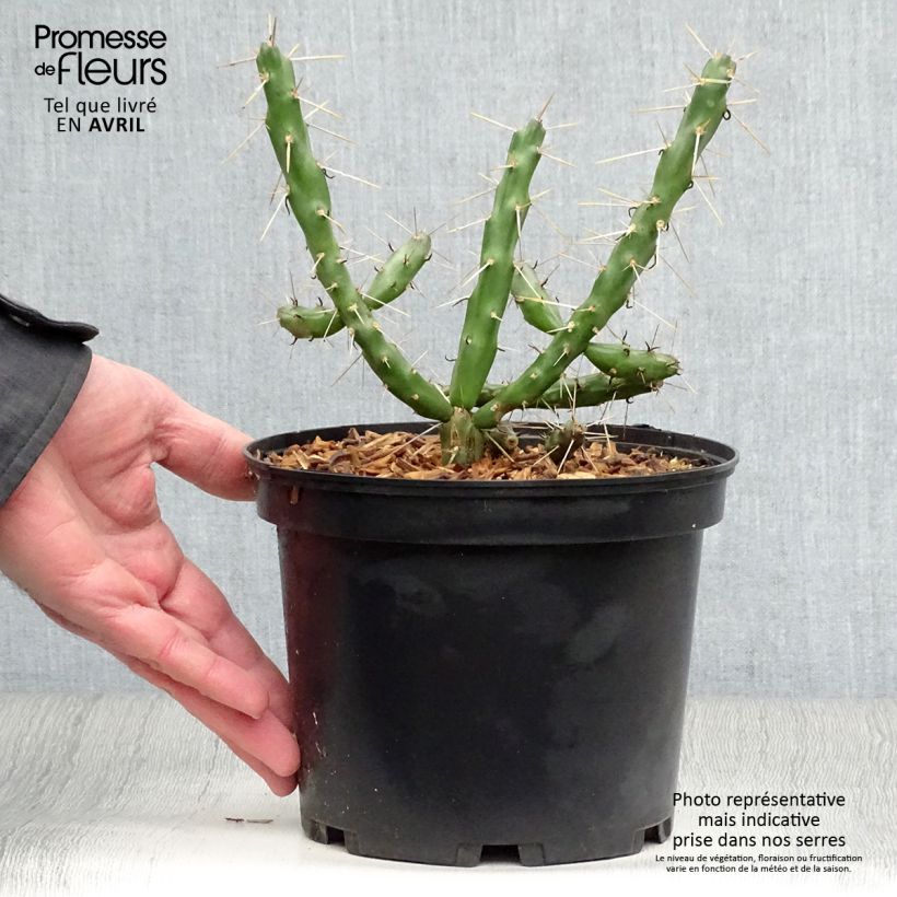 Cylindropuntia imbricata - Cardenche Maceta 4L/5LAltura de entrega aprox. 20/25cm Ejemplar entregado en la primavera