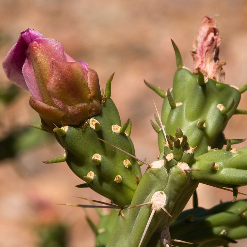 Cylindropuntia kleiniae (Floración)