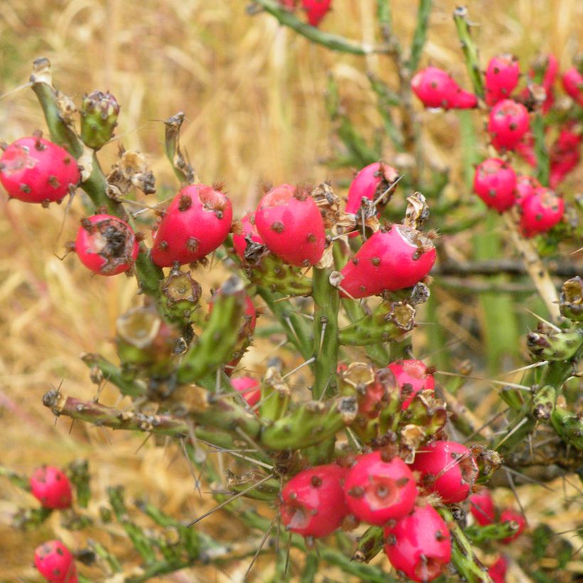 Cylindropuntia kleiniae (Cosecha)