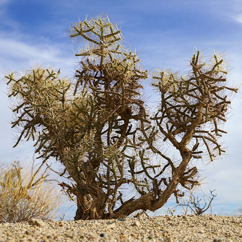Cylindropuntia kleiniae (Porte)