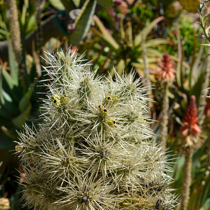 Cylindropuntia tunicata (Follaje)