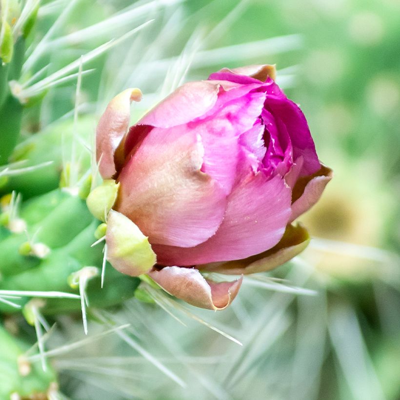 Cylindropuntia tunicata (Floración)