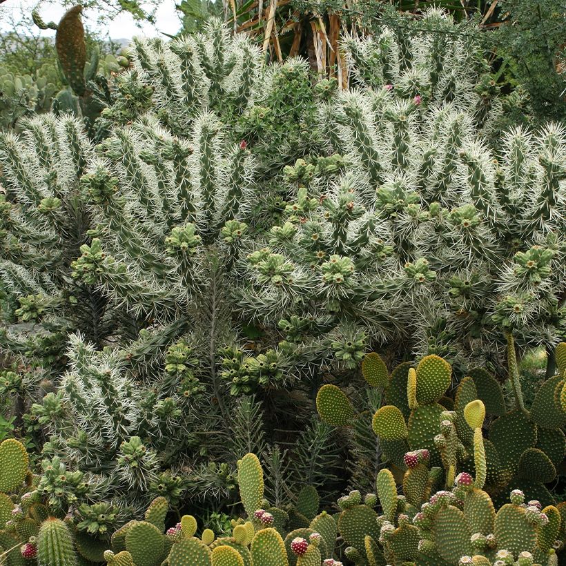 Cylindropuntia tunicata (Porte)