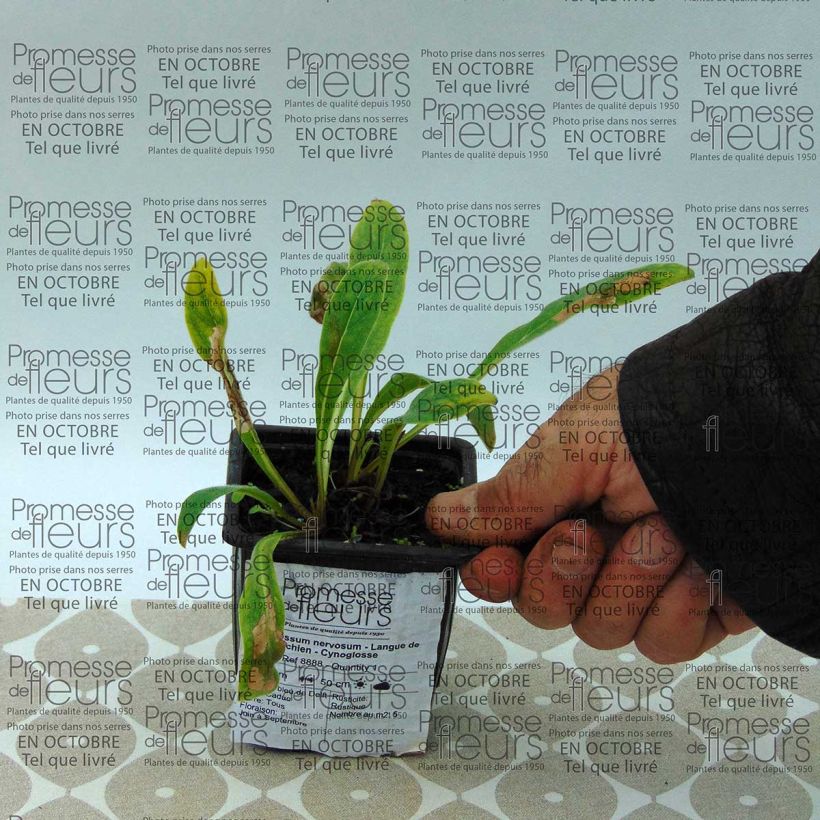 Ejemplo de ejemplar de Cynoglossum nervosum - Lengua de perro Maceta de 8/9 cm tal y como se entrega