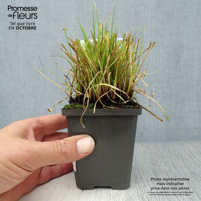 Ejemplar de Cyperus alternifolius - Paragüitas Maceta de 8/9 cm entregado en otoño