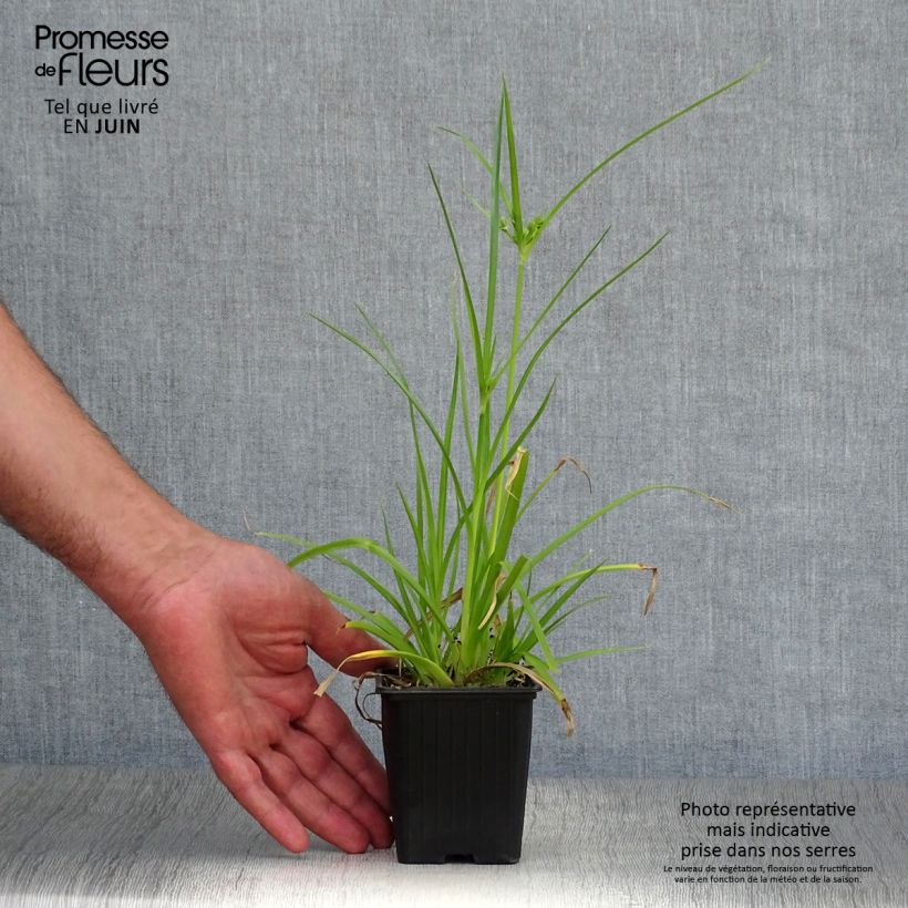 Ejemplar de Cyperus alternifolius - Paragüitas Maceta de 8/9 cm entregado en verano