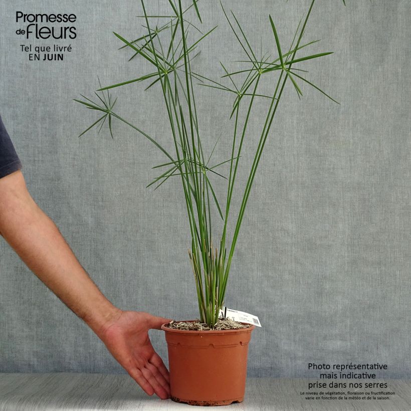 Ejemplar de Cyperus alternifolius - Paragüitas Maceta 2L/3L entregado en verano