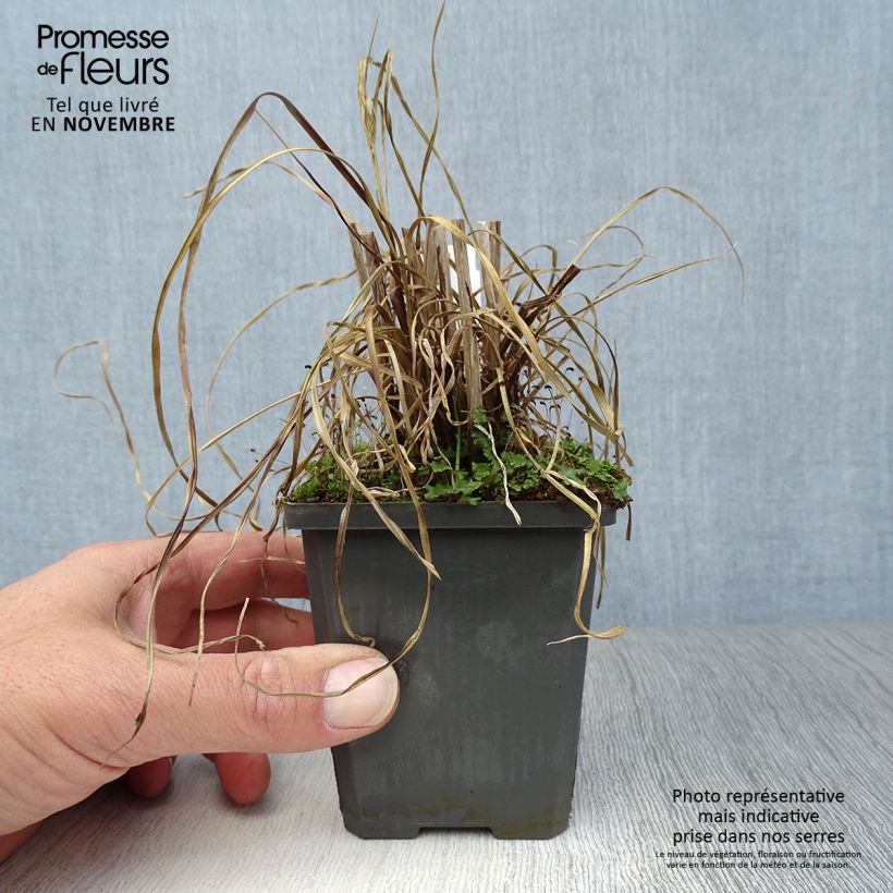 Ejemplar de Cyperus glaber - Papiro Maceta de 8/9 cm entregado en otoño