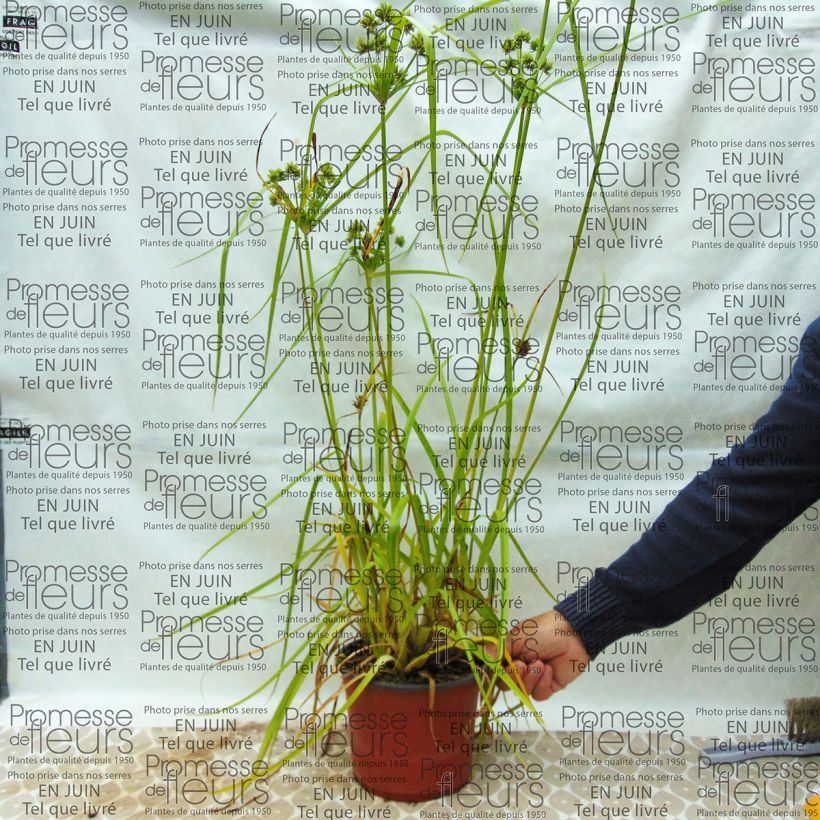Ejemplo de ejemplar de Cyperus glaber - Papiro Maceta 4L/5L tal y como se entrega