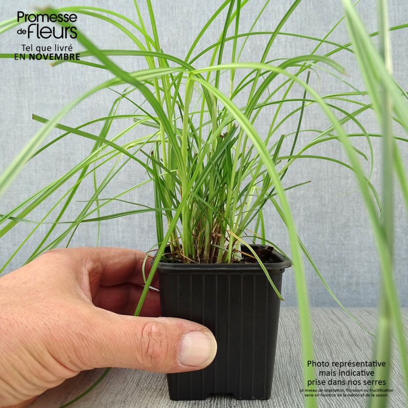 Ejemplar de Cyperus longus - Juncia loca Maceta de 8/9 cm entregado en otoño