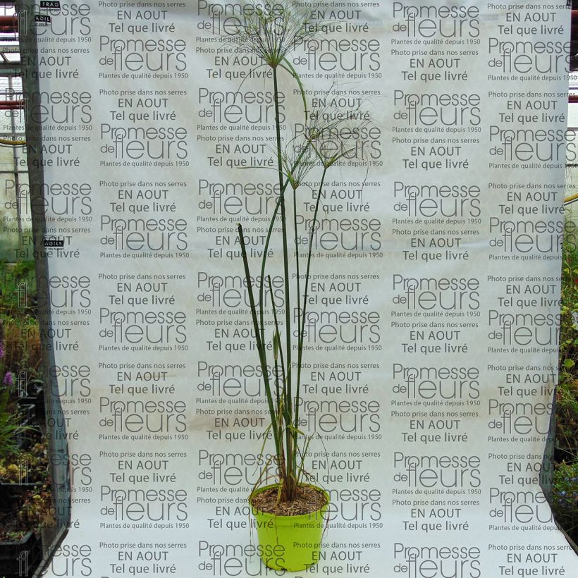 Ejemplo de ejemplar de Cyperus papyrus Akhenaton - Papiro Maceta 2L/3L tal y como se entrega