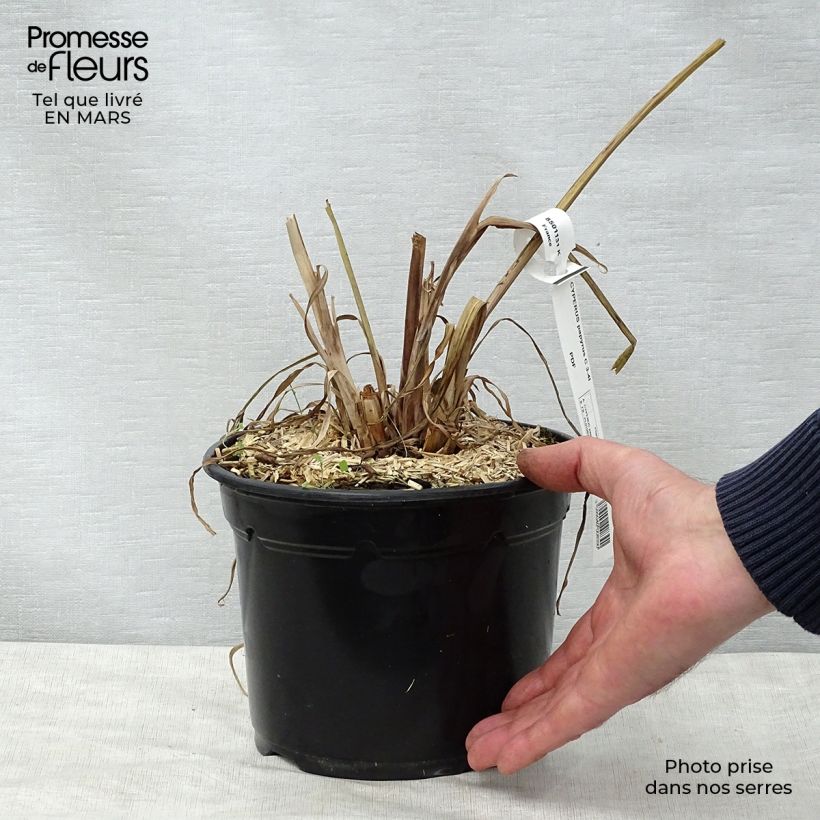 Cyperus papyrus - Papiro Maceta 2L/3LAltura de entrega aprox. 20/30cm Ejemplar entregado en la primavera