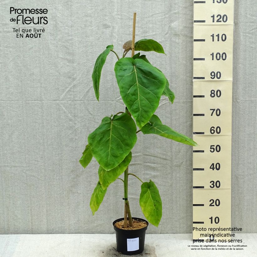 Ejemplar de Árbol de los tomates Red - Cyphomandra betacea Maceta 3L/4L entregado en verano