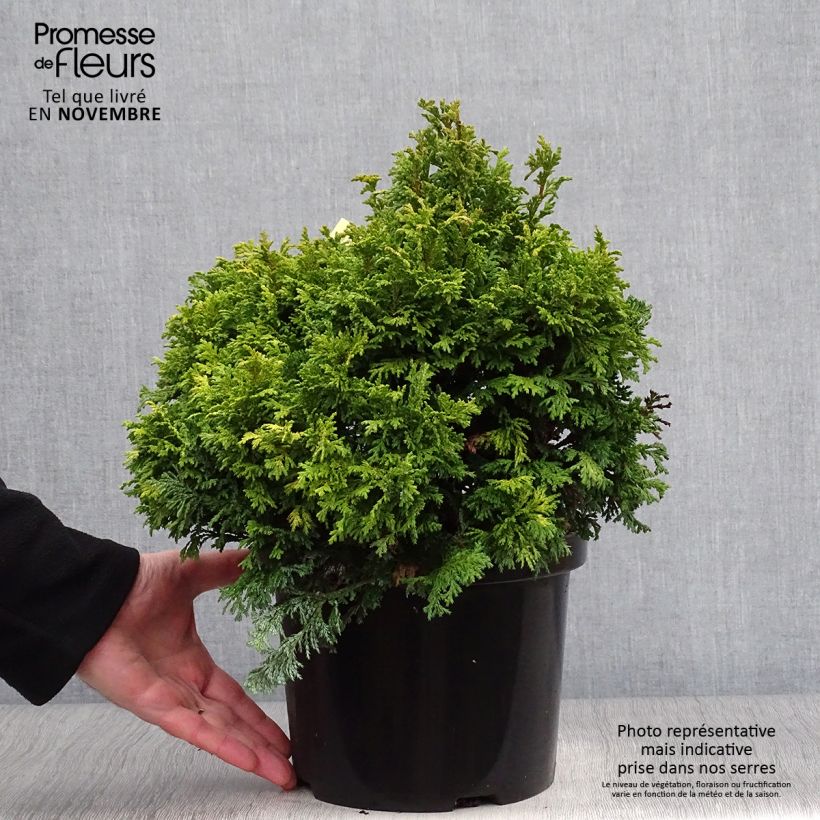 Ejemplar de Chamaecyparis pisifera Golden Pincushion - Falso ciprés sawara Maceta 4L/5L entregado en otoño