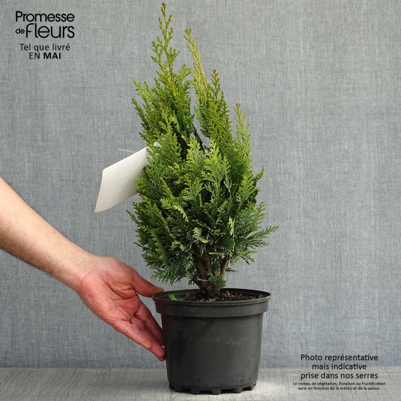 Chamaecyparis lawsoniana Alumigold - Cyprès de Lawson  Pot de 2L/3LHauteur livrée env. 60/80cm Ejemplar entregado en la primavera