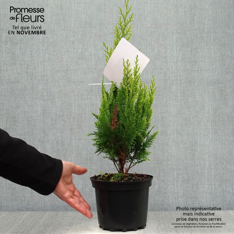 Ejemplar de Chamaecyparis lawsoniana Ivonne Maceta 2L/3L entregado en otoño