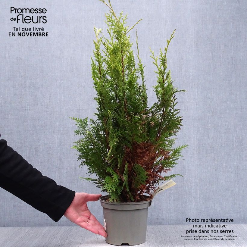 Ejemplar de Chamaecyparis lawsoniana Stardust Maceta 2L/3L entregado en otoño