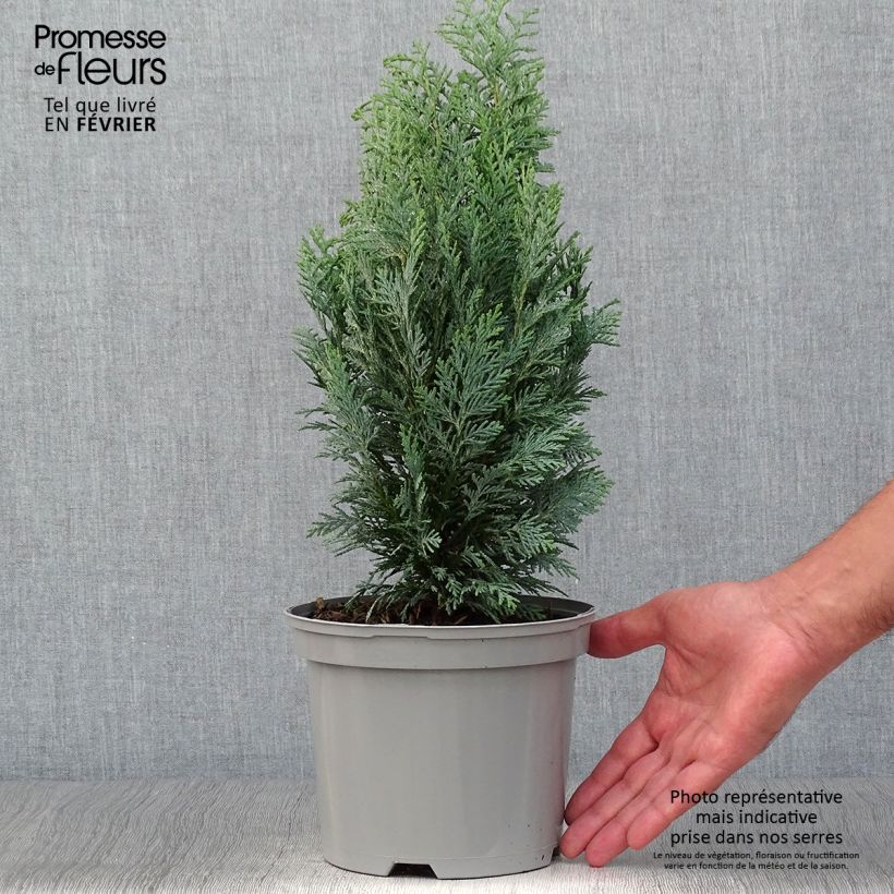 Ejemplar de Chamaecyparis lawsoniana White Spot Maceta 2L/3L entregado en otoño