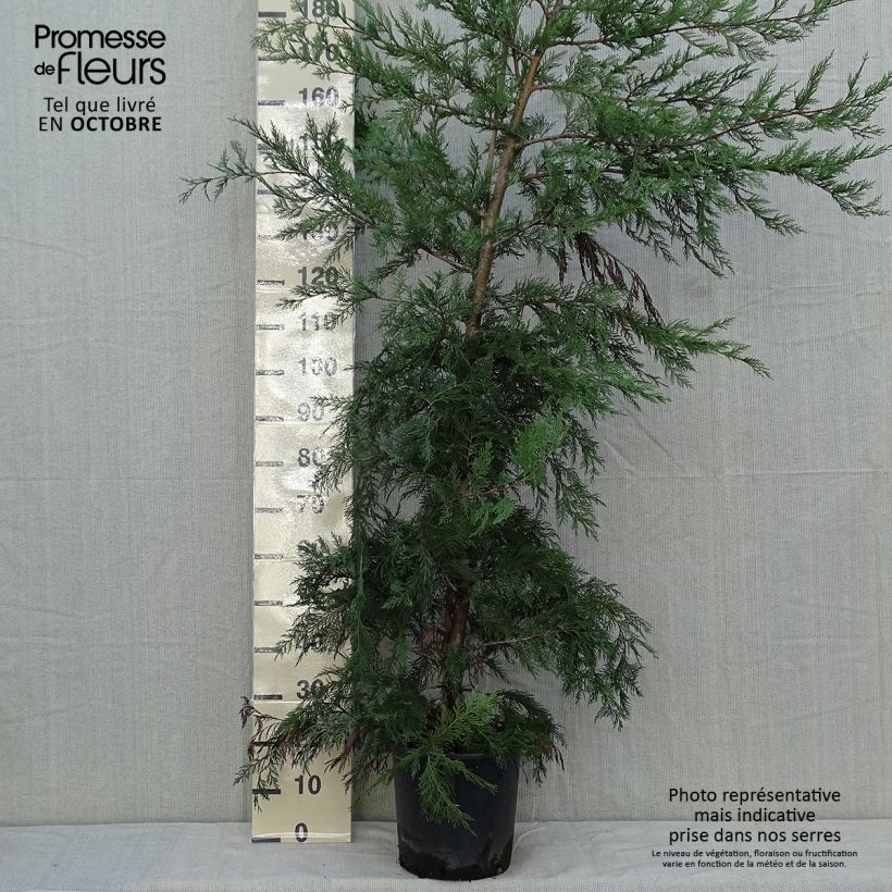 Ejemplar de Ciprés leylandii - Cupressocyparis Maceta 6L/7L entregado en otoño