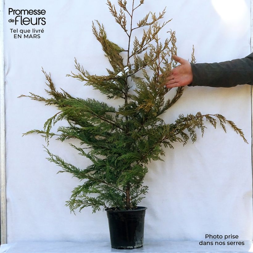Ciprés leylandii Excalibur Gold - Cupressocyparis Maceta 4L/5LAltura de entrega aprox. 60+cm Ejemplar entregado en la primavera