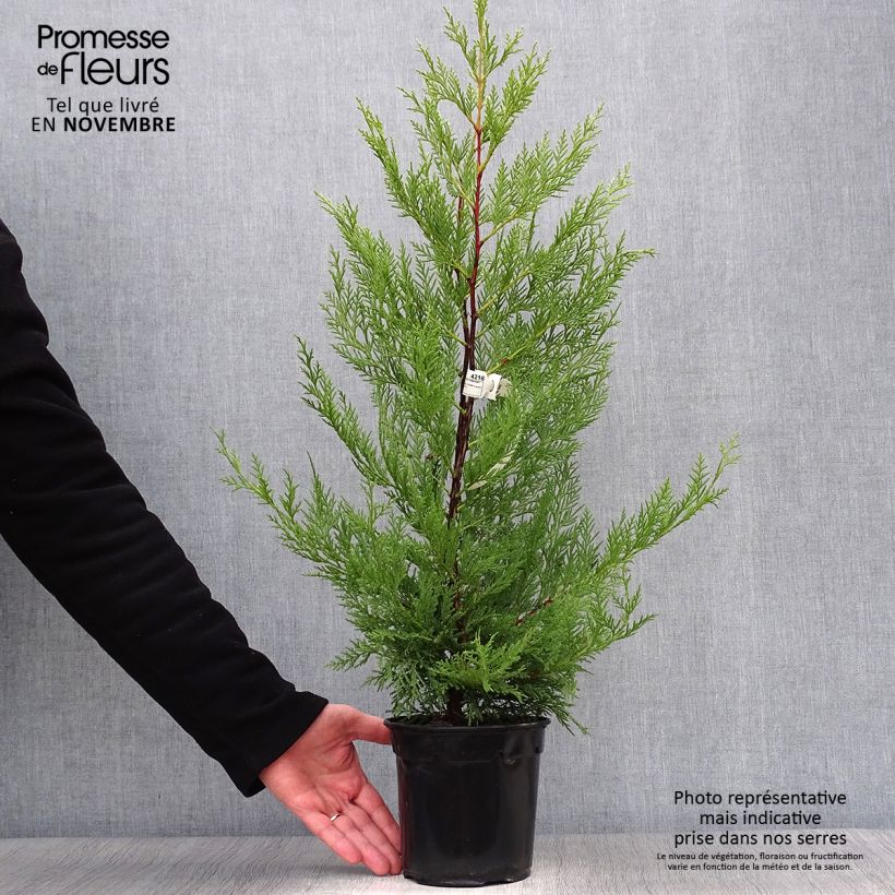Ejemplar de Ciprés leylandii Oger - Cupressocyparis Maceta 2L/3L entregado en otoño