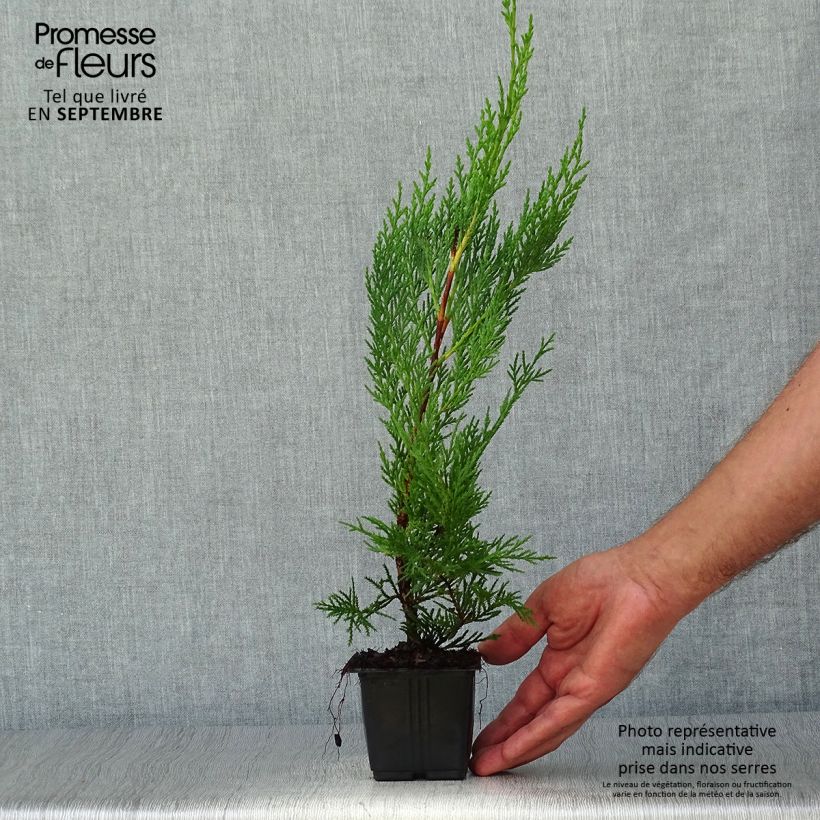 Ejemplar de Ciprés leylandii Oger - Cupressocyparis Maceta de 8/9 cm entregado en otoño