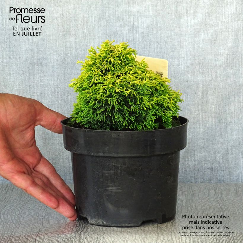 Ejemplar de Chamaecyparis obtusa Butterball - Ciprés hinoki Maceta 2L/3LAltura de entrega aprox. 15/25cm entregado en verano