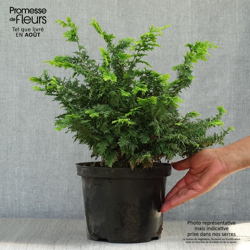 Ejemplar de Chamaecyparis obtusa Fernspray Gold - Ciprés hinoki Maceta 4L/5L entregado en verano