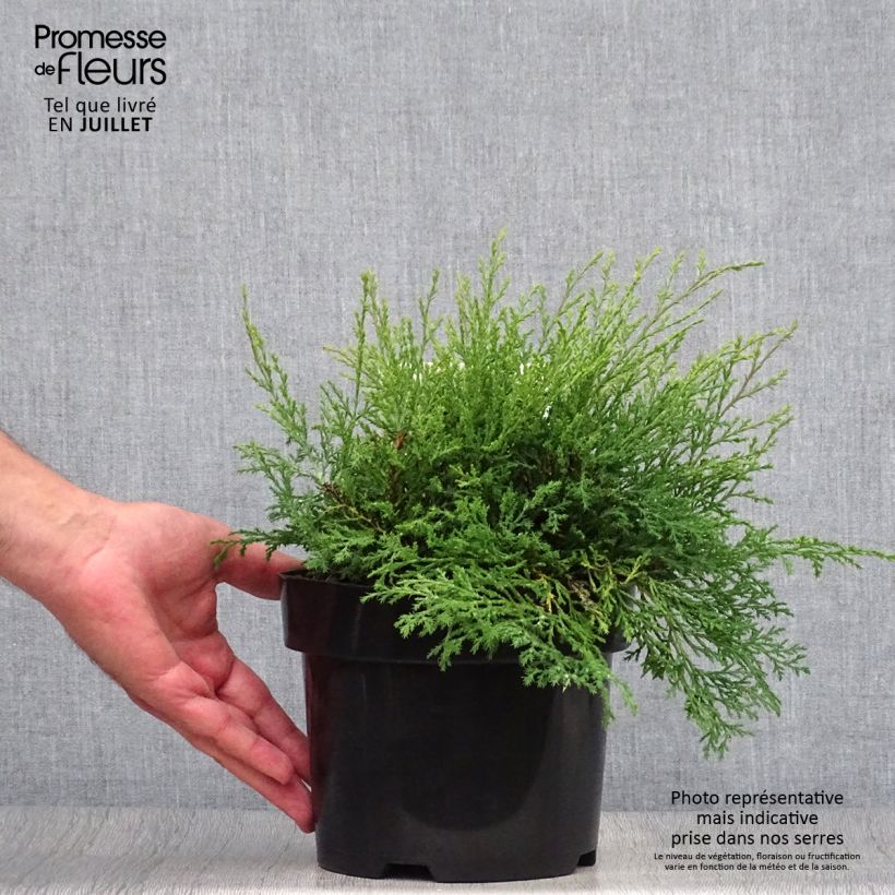 Ejemplar de Microbiota decussata - Ciprés siberiano Maceta 2L/3LAltura de entrega aprox. 20/30cm entregado en verano