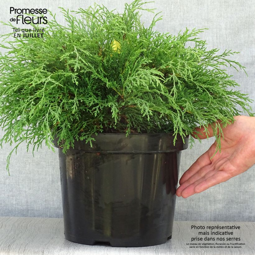 Ejemplar de Microbiota decussata - Ciprés siberiano Maceta 7,5L/10LAltura de entrega aprox. 30/40cm entregado en verano