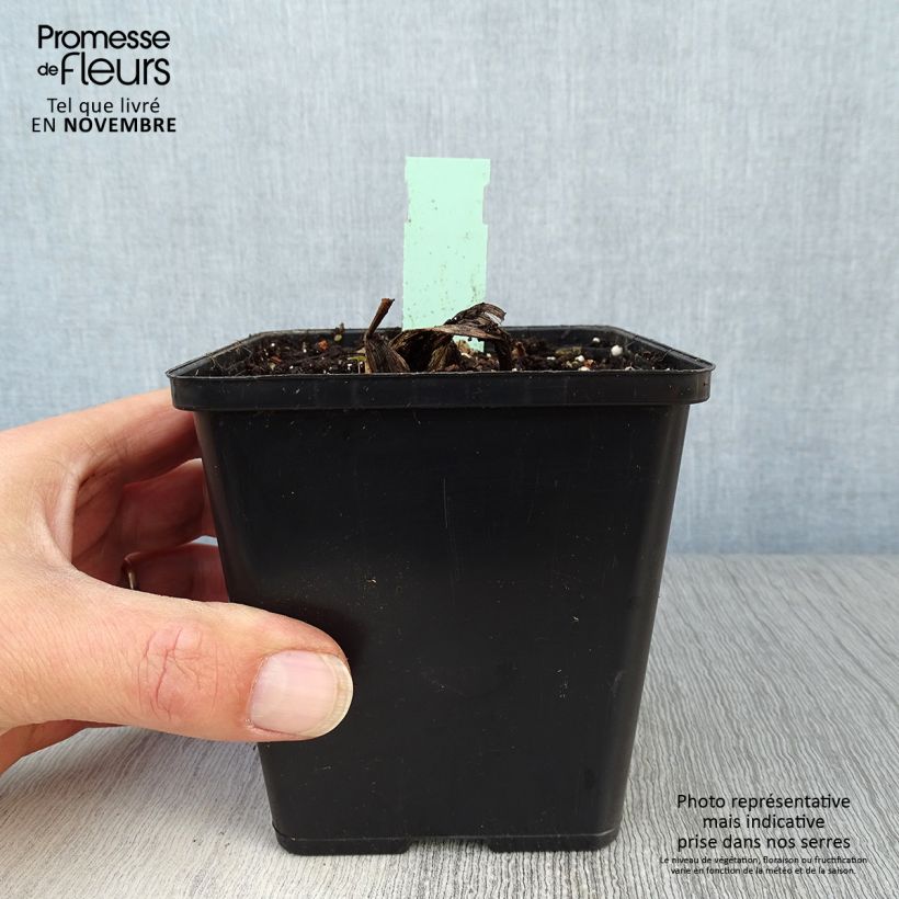 Ejemplar de Cypripedium Pinkepank Maceta 1L/1,5L entregado en otoño