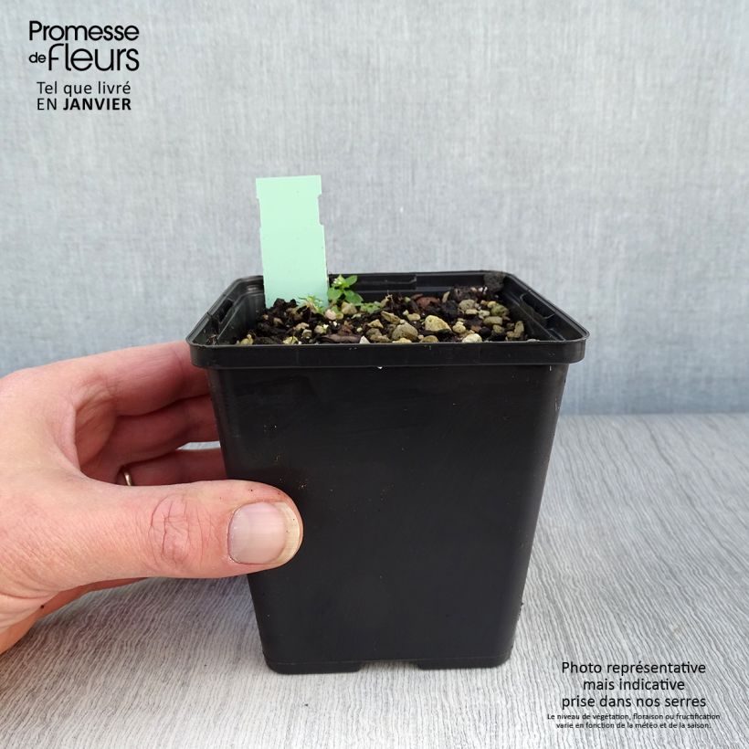 Cypripedium calceolus - Zapato de Venus Maceta 1L/1,5L Ejemplar entregado en invierno