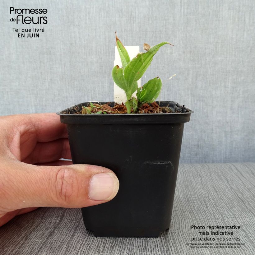 Ejemplar de Cypripedium flavum Maceta de 8/9 cm entregado en verano