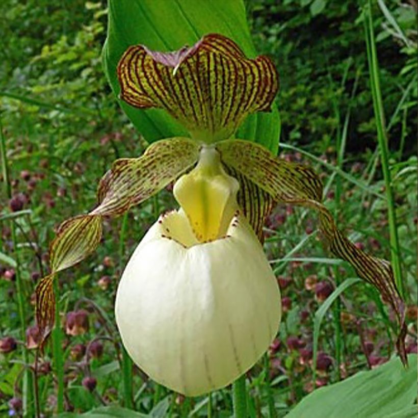 Cypripedium Gabriela (Floración)