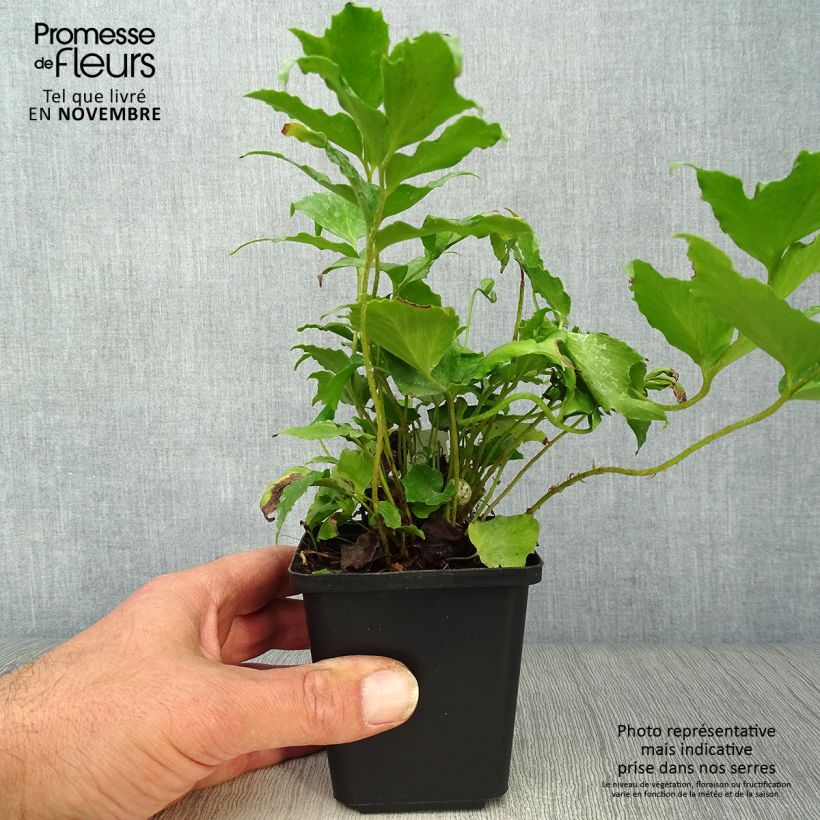 Ejemplar de Cyrtomium falcatum - Cirtomio Maceta de 8/9 cm entregado en otoño