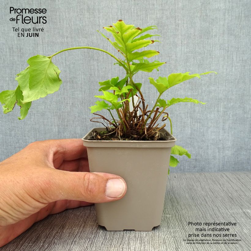 Ejemplar de Cyrtomium falcatum - Cirtomio Maceta de 8/9 cm entregado en verano